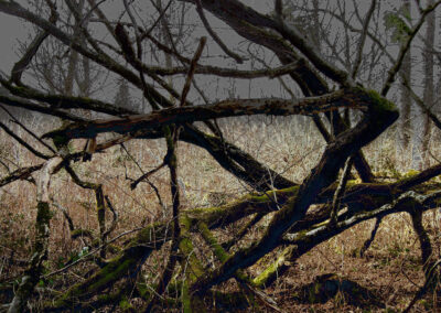Natur