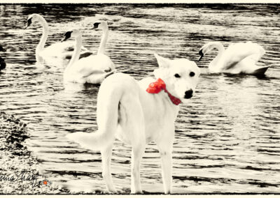 Tiere