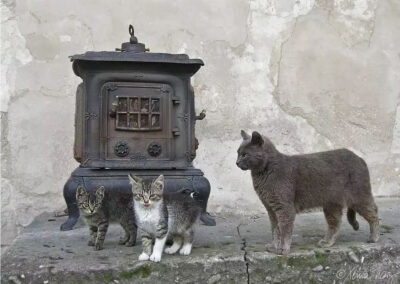 Tiere