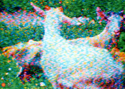 Tiere