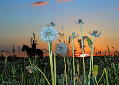 Natur