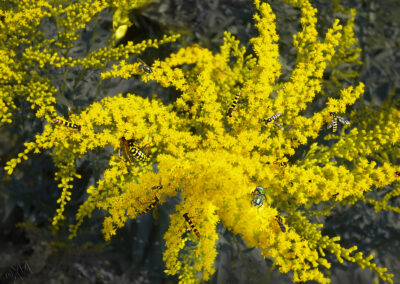 Natur